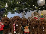 Zeki Ve Eğitilebilir Toy Poodle Bebekler