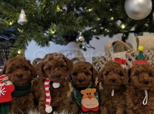 Zeki ve Eğitilebilir Toy Poodle Bebekler