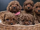 Red Brown Eşsiz Toy Poodle Yavrular