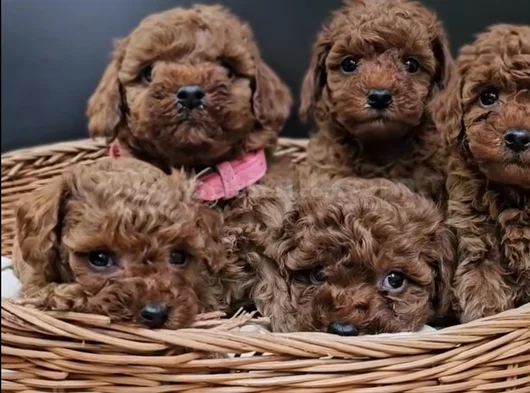 Red Brown Eşsiz Toy Poodle Yavrular görsel