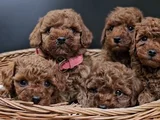 Red Brown Eşsiz Toy Poodle Yavrular