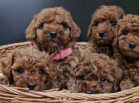 Red Brown Eşsiz Toy Poodle Yavrular görsel