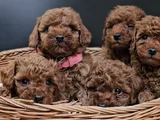 Red Brown Eşsiz Toy Poodle Yavrular