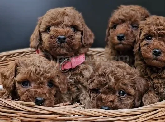 Red Brown Eşsiz Toy Poodle Yavrular görsel