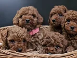 Red Brown Eşsiz Toy Poodle Yavrular
