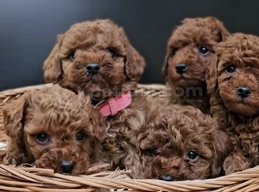 Red Brown Eşsiz Toy Poodle Yavrular görsel