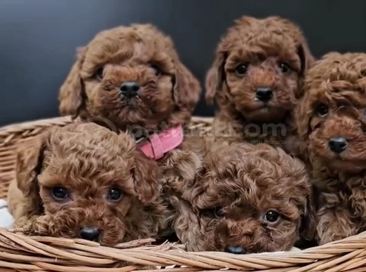 Red Brown Eşsiz Toy Poodle Yavrular