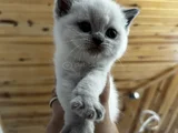 British Shorthair Blue Point Dişi Gri Erkek Dişi