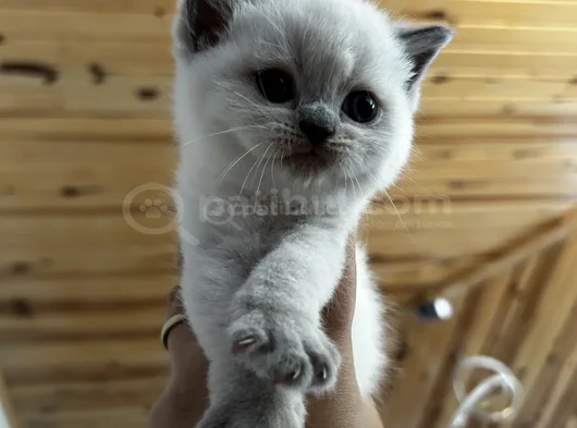 British Shorthair Blue Point Dişi Gri Erkek Dişi görsel