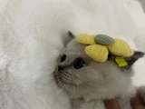 British Shorthair Blue Point Dişi Gri Erkek Dişi