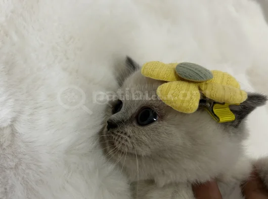 British Shorthair Blue Point Dişi Gri Erkek Dişi görsel