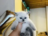 British Shorthair Blue Point Dişi gri erkek dişi