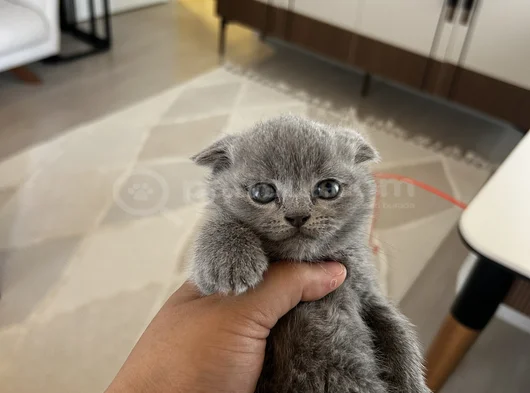 British Shorthair Blue Point Dişi Gri Erkek Dişi görsel