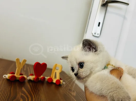 British Shorthair Blue Point Dişi Gri Erkek Dişi görsel