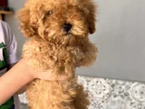 Oyuncu Red Brown Toy Poodle