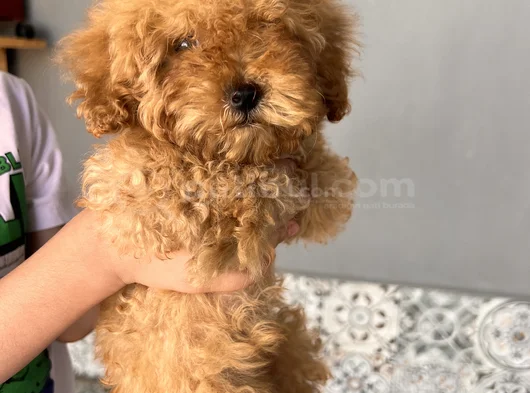 Oyuncu Red Brown Toy Poodle görsel