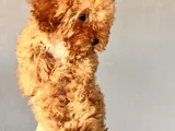 Oyuncu Red Brown Toy Poodle