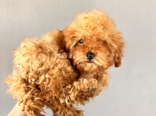Oyuncu Red Brown Toy Poodle görsel