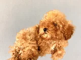 Oyuncu Red brown toy poodle