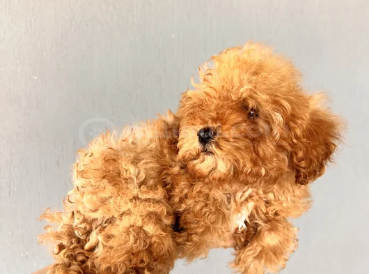 Oyuncu Red Brown Toy Poodle