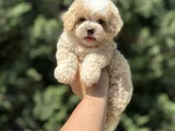 GARANTİLİ MALTİPOO BEBEKLER AŞILI