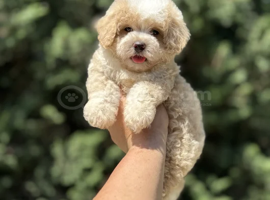 Garanti̇li̇ Malti̇poo Bebekler Aşili