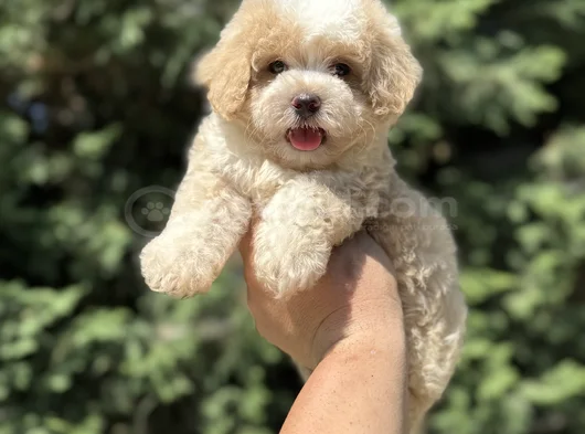 Garanti̇li̇ Malti̇poo Bebekler Aşili görsel