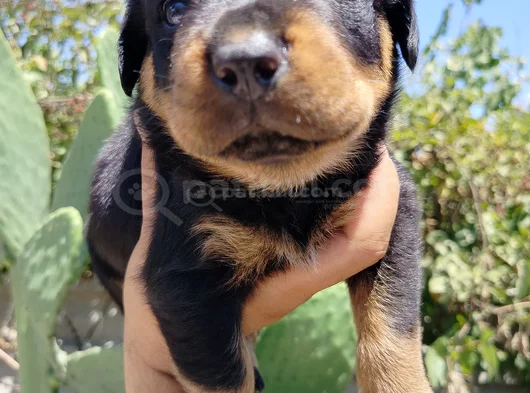 Erkek Ve Dişi Rotweiler Yavruları görsel