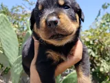 Erkek Ve Dişi Rotweiler Yavruları