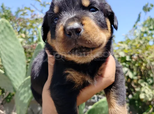 Erkek Ve Dişi Rotweiler Yavruları görsel