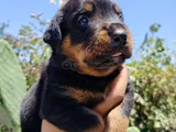 Erkek Ve Dişi Rotweiler Yavruları