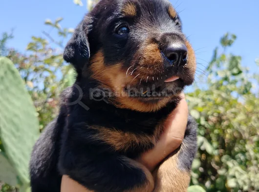 Erkek Ve Dişi Rotweiler Yavruları görsel