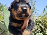 Erkek ve dişi rotweiler yavruları