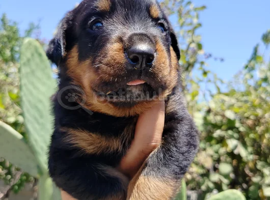 Erkek Ve Dişi Rotweiler Yavruları