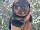 Erkek Ve Dişi Rotweiler Yavruları