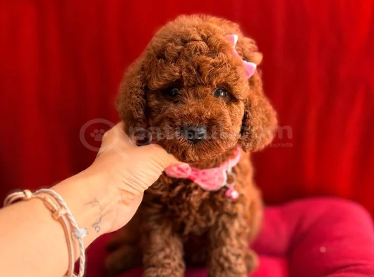 Oyuncu Sevimli Mini Toy Poodle Yavrular görsel