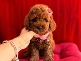 Oyuncu Sevimli Mini Toy Poodle Yavrular
