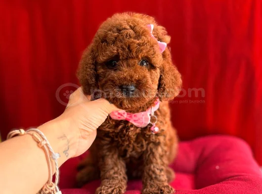 Oyuncu Sevimli Mini Toy Poodle Yavrular görsel