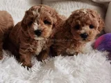 EV ORTAMINA UYGUN MALTİPOO BEBEKLER