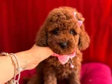 Oyuncu Sevimli Mini Toy Poodle Yavrular