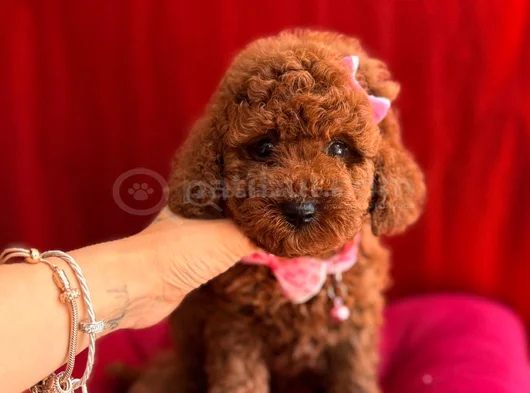 Oyuncu Sevimli Mini Toy Poodle Yavrular görsel