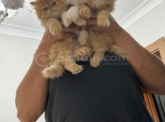 Birbirinden Özel Yavrular Yeni Sahiplerini Bekliyor görsel