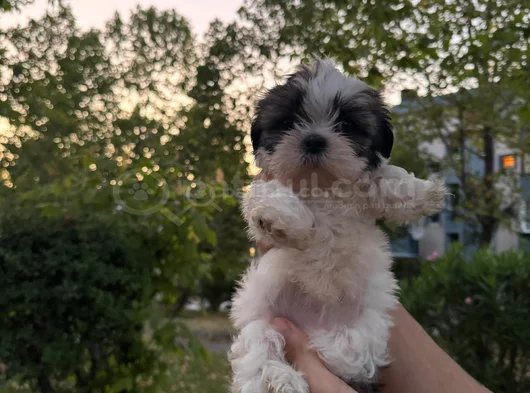 Shih Tzu Dişi Yavru Minyatür görsel