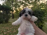 Shih Tzu Dişi Yavru Minyatür
