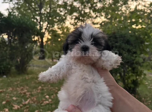 Shih Tzu Dişi Yavru Minyatür görsel