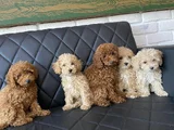 Tr Ni̇n En Güzel Toy Poodle Yavrularimiz Hazir Ankara