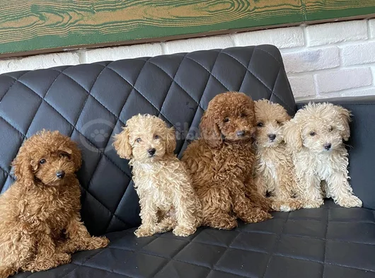Tr Ni̇n En Güzel Toy Poodle Yavrularimiz Hazir Ankara görsel