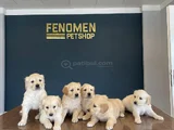 Baby Face Golden Retriewer Yavrulari Safkan Belgeli̇ Ankara