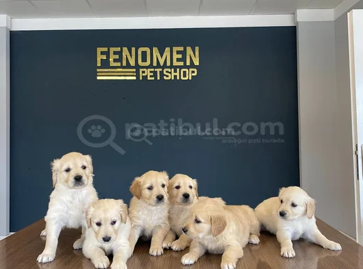 Baby Face Golden Retriewer Yavrulari Safkan Belgeli̇ Ankara görsel