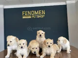 Baby Face Golden Retriewer Yavrulari Safkan Belgeli̇ Ankara
